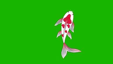 红白鲤鱼动画绿色背景视频视频的预览图